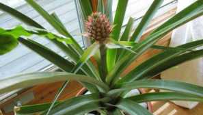 Как да растат ананас у дома: описание, снимка